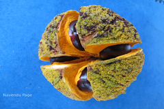 Dysoxylum malabaricum